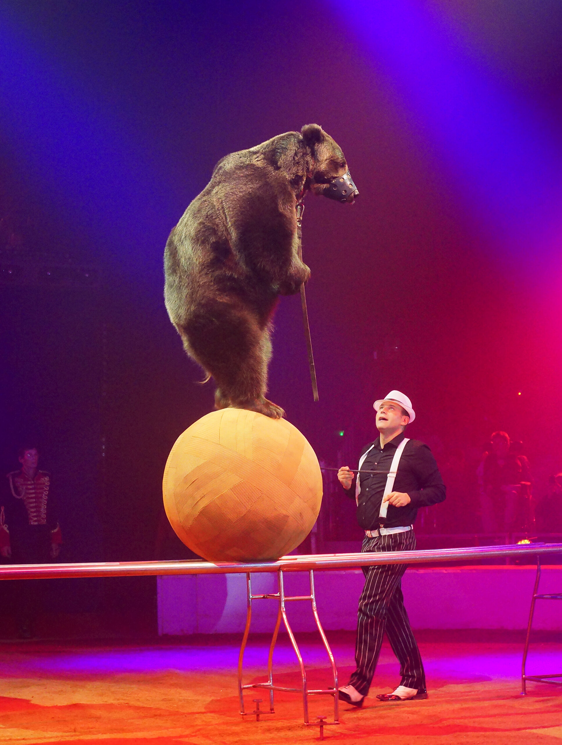 Les ours du Cirque National de République Tchèque – Les BEROUSEK