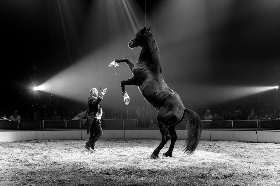Sacha HOUCKE & Gaby DEW – Chevaux en liberté, Haute école