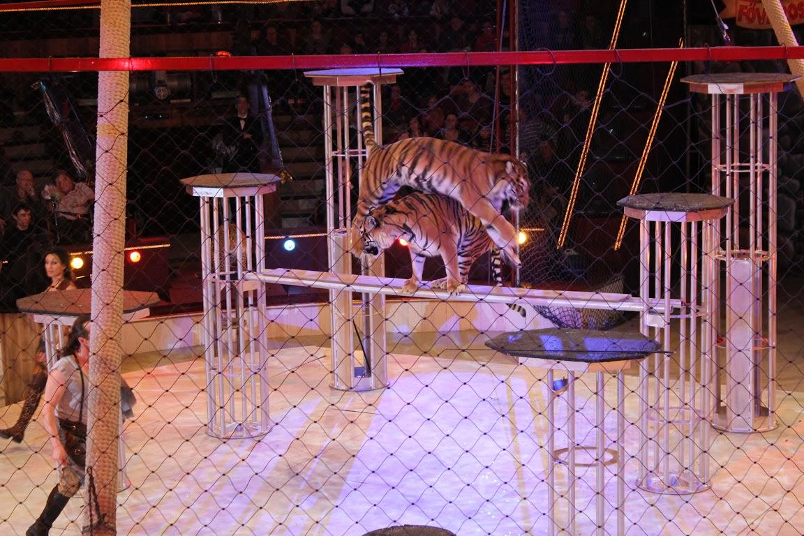 Groupe mixte de panthères et tigres – Natalia et Andrey SHIROKALOV