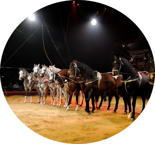 CAVALERIE OVALE