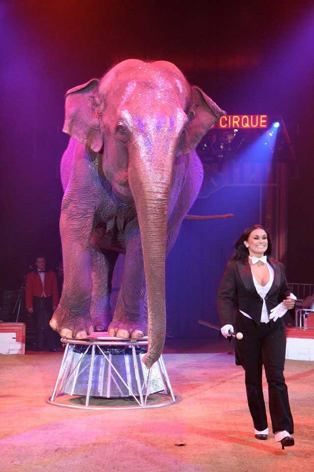 Adriana FOLCO – Eléphants d’Asie