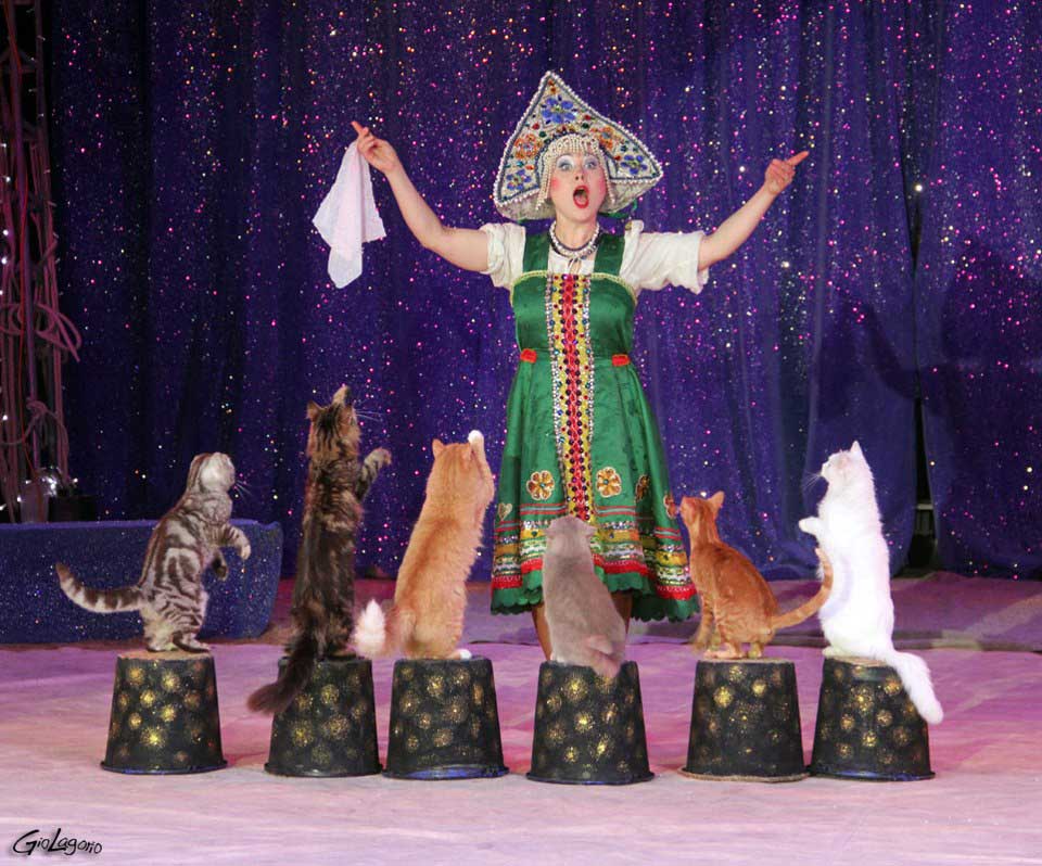 Miss ROSLIAKOVA – Chats dressés