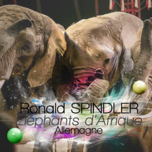 Spindler-Elephant