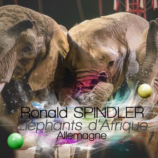 Spindler-Elephant